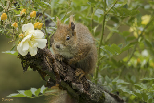 Eurasisches-Eichhoernchen_Sciurus-vulgaris_20250607_0002_B_DNG_Web.jpeg