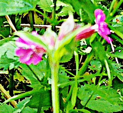 K800_Rote-LichtnelkeSilene-dioicaL.Clairv.-1_upscayl_1x_ultrasharp-2.jpeg