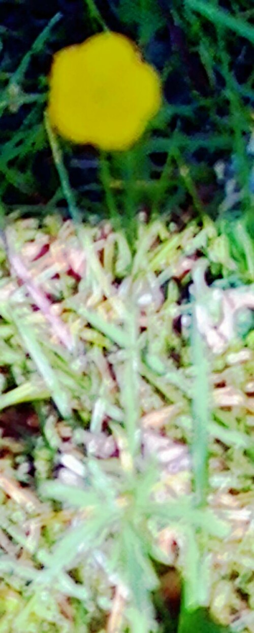K800_Scharfer-HahnenfusRanunculus-acrisL._upscayl_1x_ultrasharp.jpeg