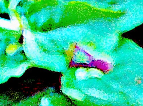 K800_StachelwanzeAcanthosoma-haemorrhoidalisL.-1758_upscayl_1x_ultrasharp.jpeg