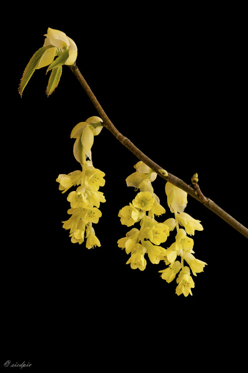 Chinesische-Scheinhasel_Corylopsis-sinensis_20250407_0005_B_Web.jpeg