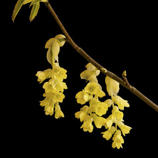 Chinesische-Scheinhasel_Corylopsis-sinensis_20250407_0005_B_Web