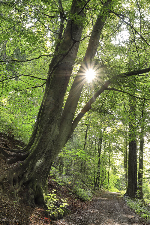 Rotbuche_Fagus-sylvatica_20250616_0001_B_HDR_FF_Web.jpeg