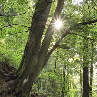 Rotbuche_Fagus-sylvatica_20250616_0001_B_HDR_FF_Web