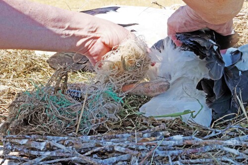 2.4-jungstorch-in-plastikfaden-verwickelt.jpeg