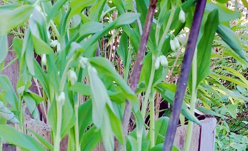 K800_Vielblutige-WeiswurzPolygonatum-verticillatumL._upscayl_1x_ultrasharp.jpeg
