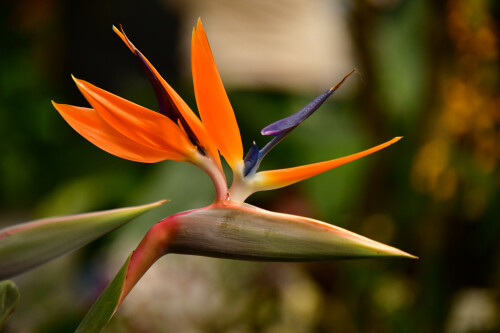 2025-03-24-Insel-Mainau-200.jpeg