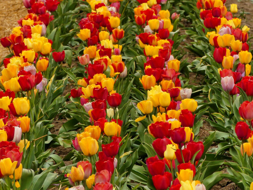 2025-04-14-Tulpen-selber-schneiden-noch-farbiger-im-leichten-Regen-5.jpeg
