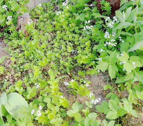 K800_WaldmeisterGalium-odoratumL.Scop._upscayl_1x_ultrasharp.jpeg