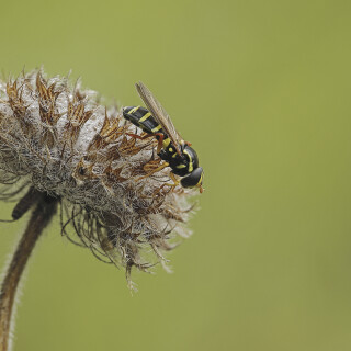 Schwebfliege_Syrphus_20250421_0001_B_Web