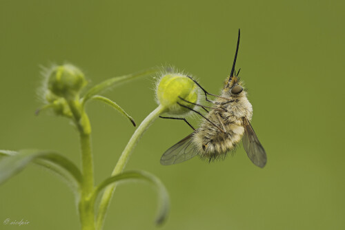 Grosser-Wollschweber_Bombylius-major_20250421_0003_B_Web.jpeg
