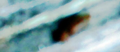 K800_Rotbauchiger-LaubschnellkaferAthous-haemmorrhoidalisL.-1758-in-Kopulation-1_upscayl_1x_ultrasharp.jpeg