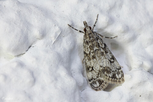 Mooszuensler_Eudonia-lacustrata_20250624_0002_B_Web.jpeg