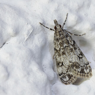 Mooszuensler_Eudonia-lacustrata_20250624_0002_B_Web