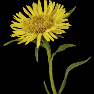 Schwertblaettriger-Alant_Inula-ensifolia_20250628_0001_B_Web