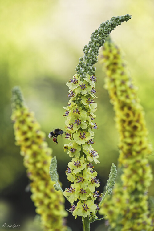 Schwarze-Koenigskerze_Verbascum-nigrum_20250629_0001_B_Web.jpeg