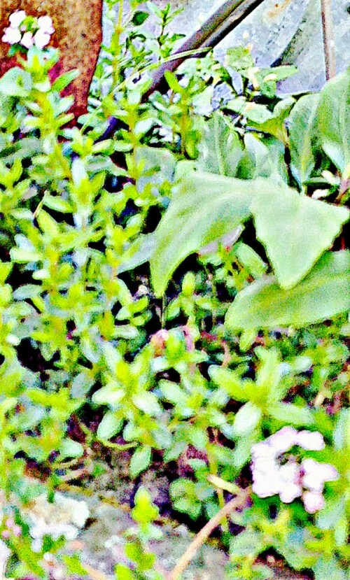 K800_WasserminzeMentha-aquaticaL._upscayl_1x_ultrasharp.jpeg