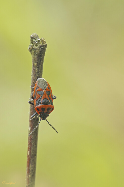 Schwarzrueckige-Gemuesewanze_Eurydema-ornata_20250425_0003_B_Web.jpeg