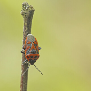 Schwarzrueckige-Gemuesewanze_Eurydema-ornata_20250425_0003_B_Web