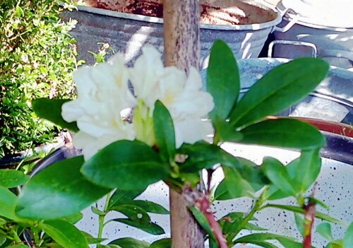 K800_Bluten-des-weisblutigen-RhododendronsRhododendron-Cuningham-white_upscayl_1x_ultrasharp-2.jpeg