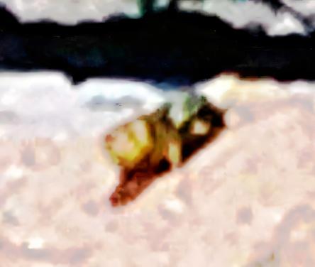 K800_Gemeine-WespeVespula-vulgarisL.-1758_upscayl_1x_ultrasharp.jpeg