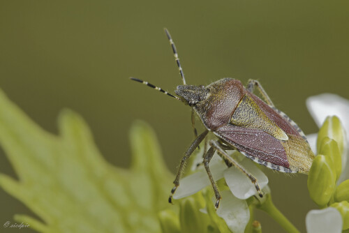 Beerenwanze_Dolycoris-baccarum_20250425_0003_B_Web.jpeg