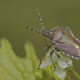 Beerenwanze_Dolycoris-baccarum_20250425_0003_B_Web