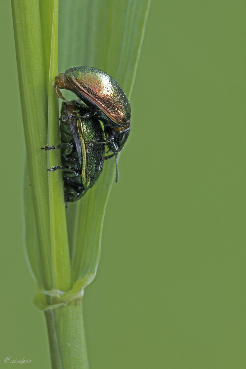 Gruener-Sauerampferkaefer_Gastrophysa-viridula_20250505_0002_B_Web.jpeg
