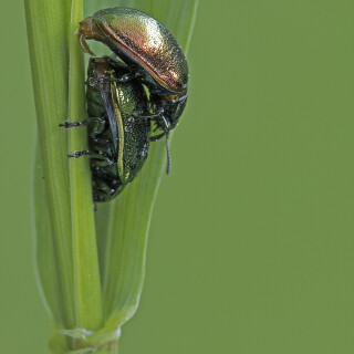 Gruener-Sauerampferkaefer_Gastrophysa-viridula_20250505_0002_B_Web