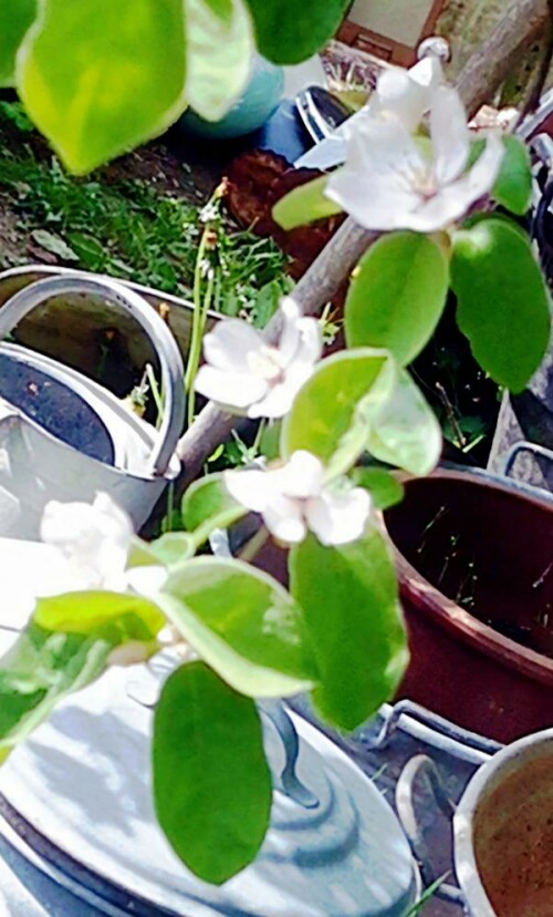 K800_Bluten-einer-QuitteCydonia-oblongaMill._upscayl_1x_ultrasharp.jpeg