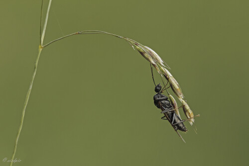 Ameise_Formicidae_20250605_0001_B_Web.jpeg