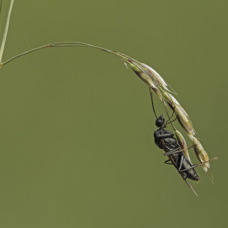 Ameise_Formicidae_20250605_0001_B_Web