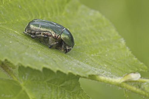Gemeiner-Rosenkaefer_Cetonia-aurata_20250521_0001_B_Web.jpeg