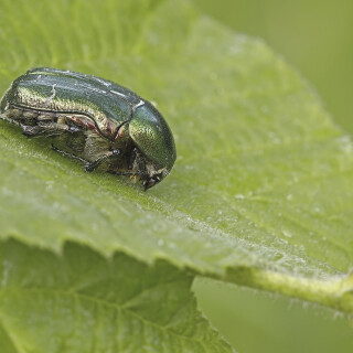 Gemeiner-Rosenkaefer_Cetonia-aurata_20250521_0001_B_Web