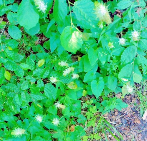 K800_Ahrige-TeufelskrallePhyteum-spicatumL.-in-Aufsicht-am-Wegesrand-ostlich-des-Lohmuhlenweihers_upscayl_1x_ultrasharp.jpeg