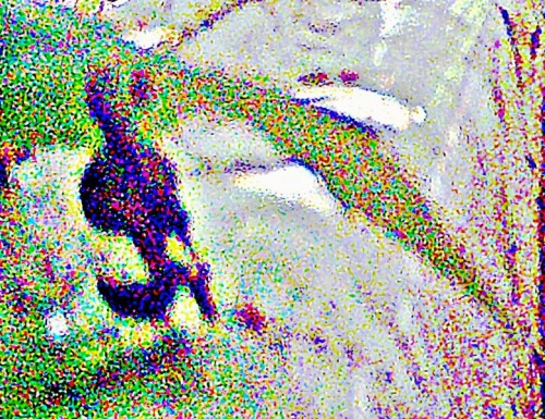 K800_TrauerschapperFicedula-hypoleucaPallas-1764-in-Ruckenansicht_upscayl_1x_ultrasharp.jpeg