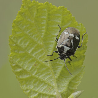 Kohlwanze_Eurydema-oleraceum_20250425_0003_B_Web