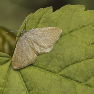 Wolfsmilchspanner_Minoa-murinata_20250424_0001_B_Web