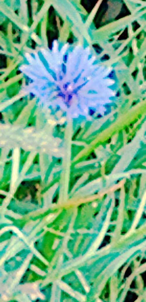 K800_KornblumeCyanus-montanusL._upscayl_1x_ultrasharp.jpeg