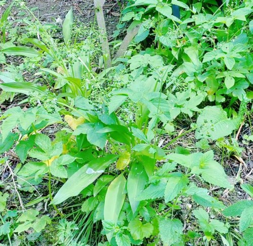 K800_BarlauchAllium-ursinunL._upscayl_1x_ultrasharp.jpeg