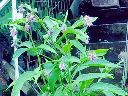 K800_Futter-BeinwellSymphytum-x-uplandicumNyman-1-_upscayl_1x_ultrasharp.jpeg
