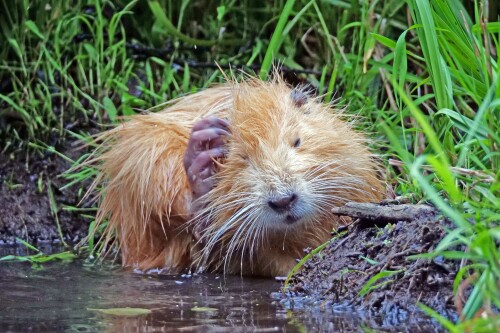 3.1-goldene-nutria.jpeg
