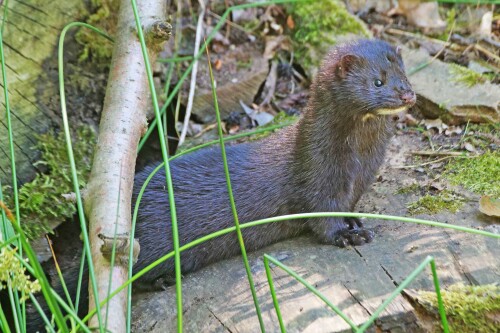 3.2-mink.jpeg