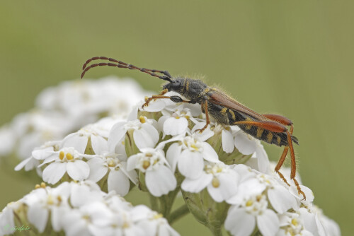 Braunroetlicher-Spitzdeckenbock_Stenopterus-rufus_20250706_0003_B_Web.jpeg