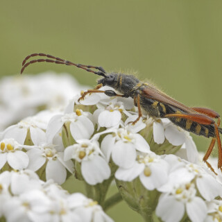 Braunroetlicher-Spitzdeckenbock_Stenopterus-rufus_20250706_0003_B_Web