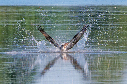 4.5-fischadler-im-wasser.jpeg