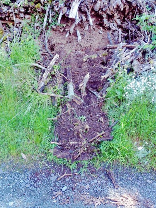 K800_Beschadigter-Ameisenhaufen-am-Waldrand-des-Hirschberges-Anfang-Juni-2025-2.jpeg