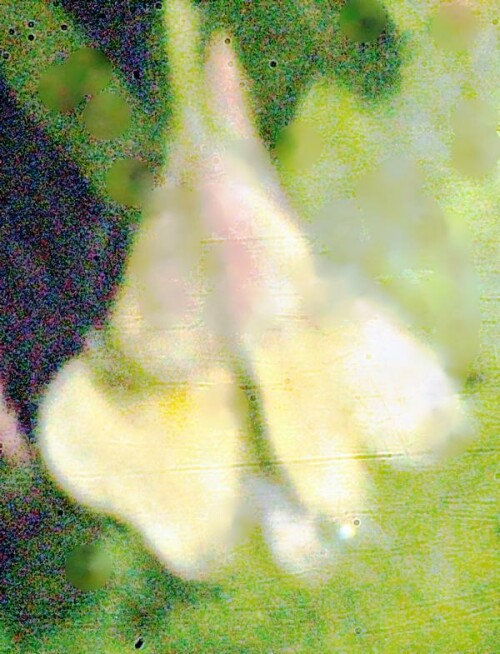 K800_Blute-eines-Kleinen-SpringkrautesImpatiens-parvifloraL._upscayl_1x_ultrasharp.jpeg