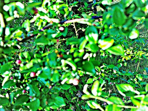 K800_Bluten-bw.-Knospen-einer-ZwegmispelCotoneaster-integerrimusMedik-2_upscayl_1x_ultrasharp.jpeg