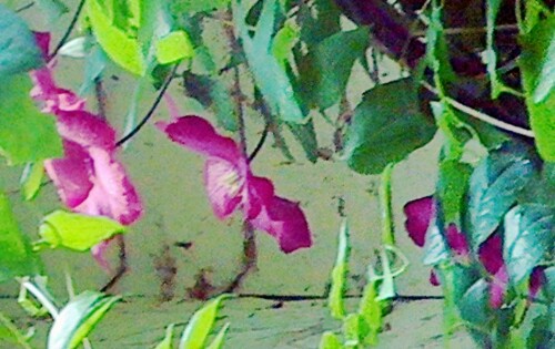 K800_Bluten-einer-ClematishybrideVille-de-Lyon-1_upscayl_1x_ultrasharp-2.jpeg
